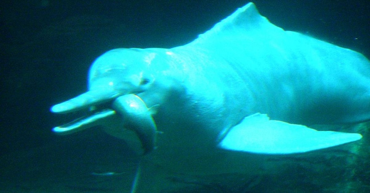 Ny delfinart upptäckt | SVT Nyheter