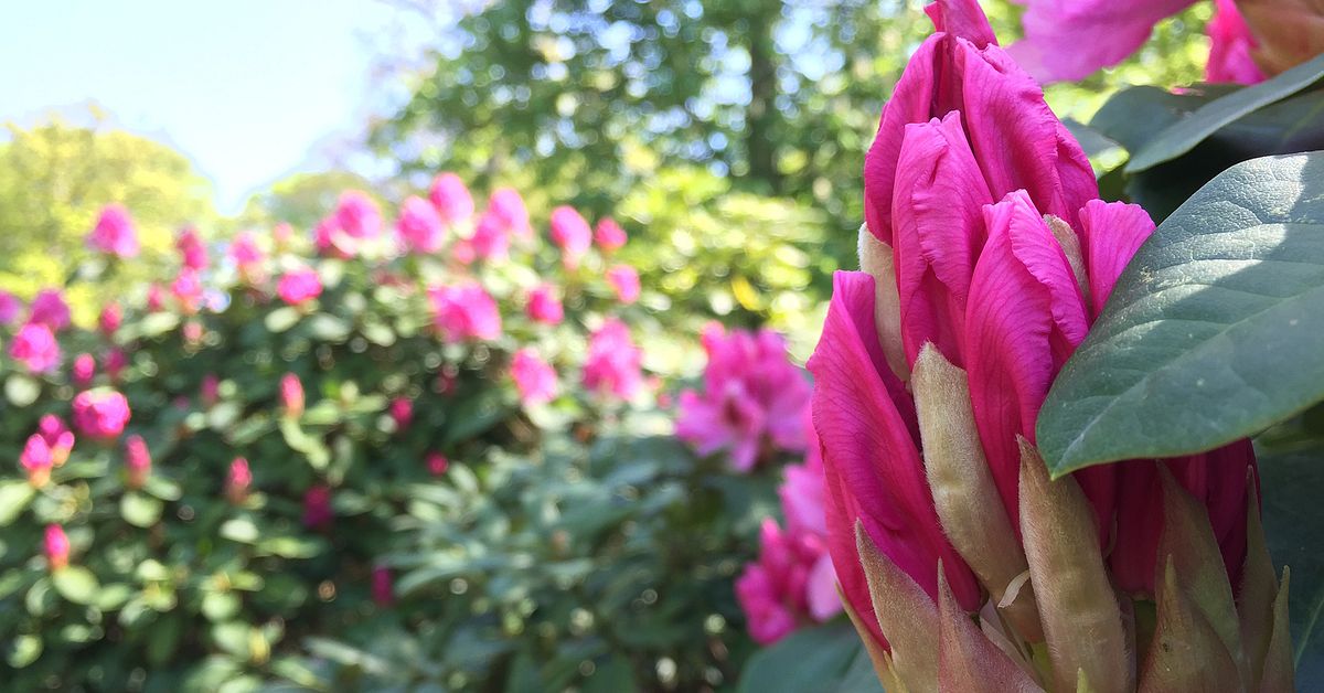 Nu blommar rhododendronen p Sofiero | SVT Nyheter