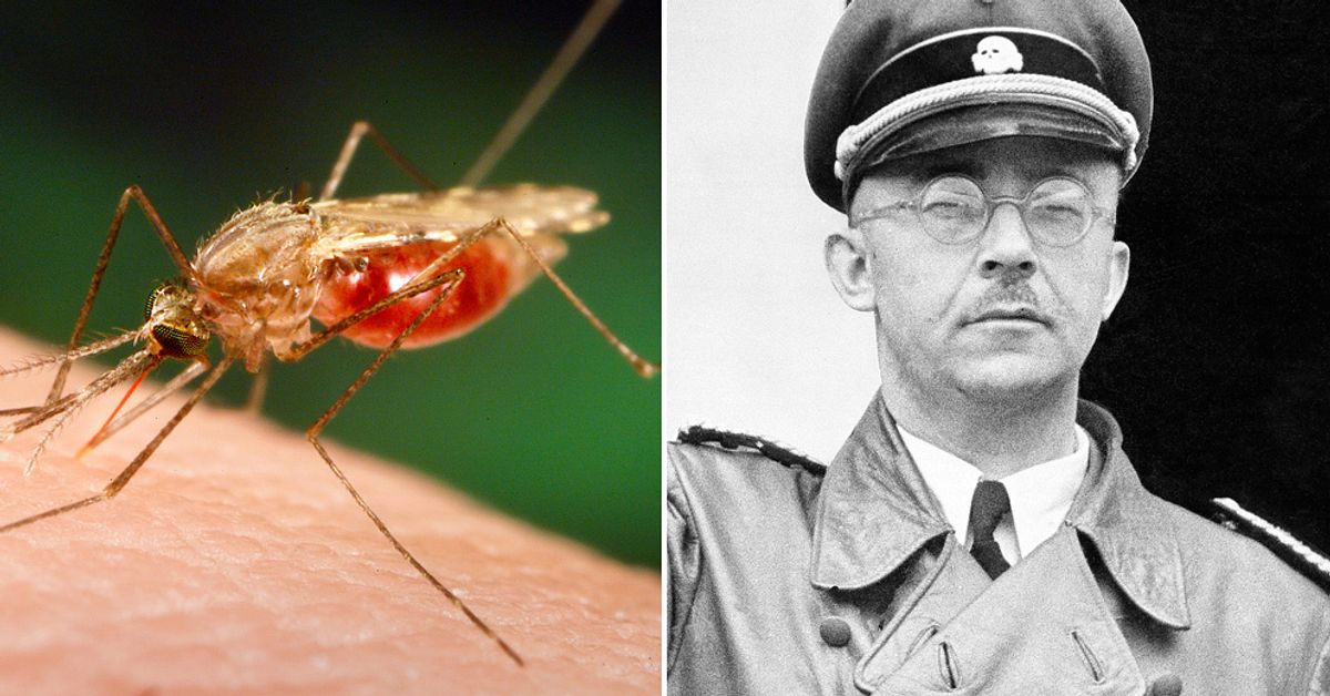Nazisterna ville anvnda myggor som vapen | SVT Nyheter