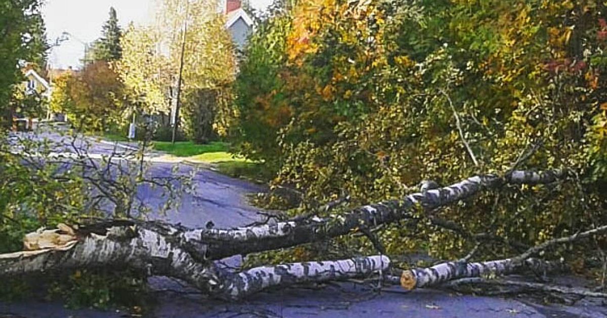 Kvinna höll på träffas av fallande träd | SVT Nyheter