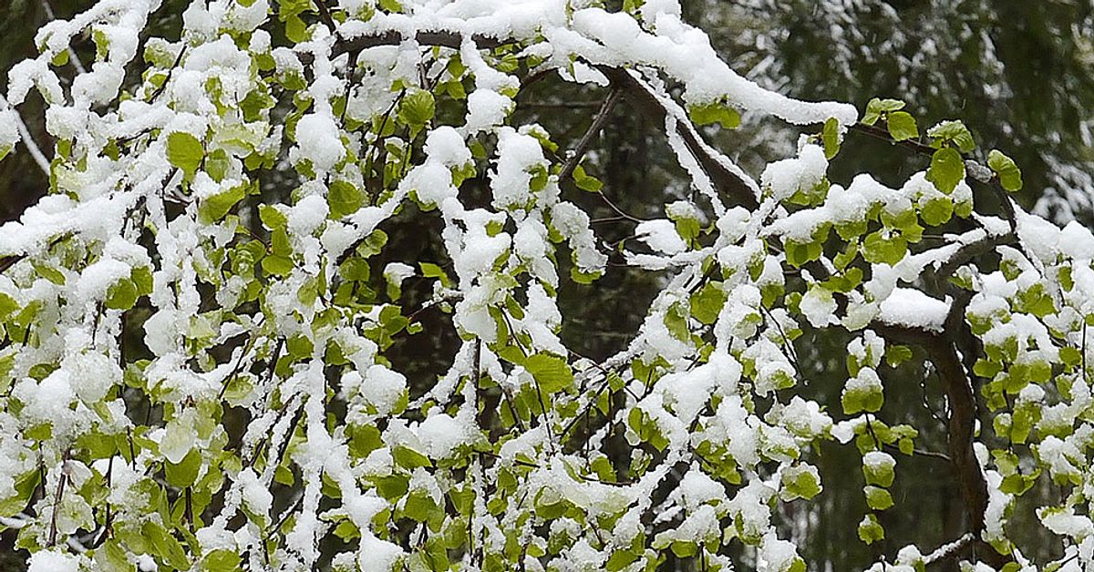 ”Ja, se det snöar...” | SVT Nyheter