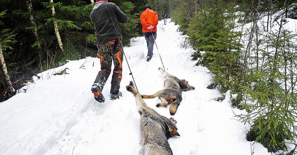 Jaktstopp i Sverige – flott jakt i Norge