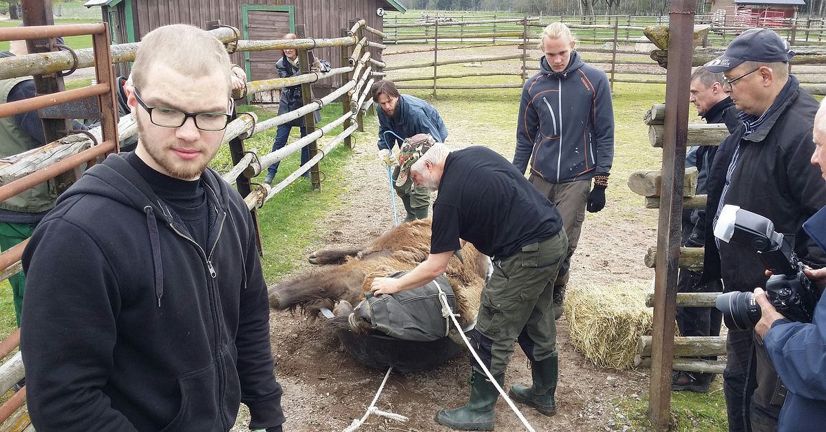 Visenter från Avesta flyttas till Rumänien | SVT Nyheter