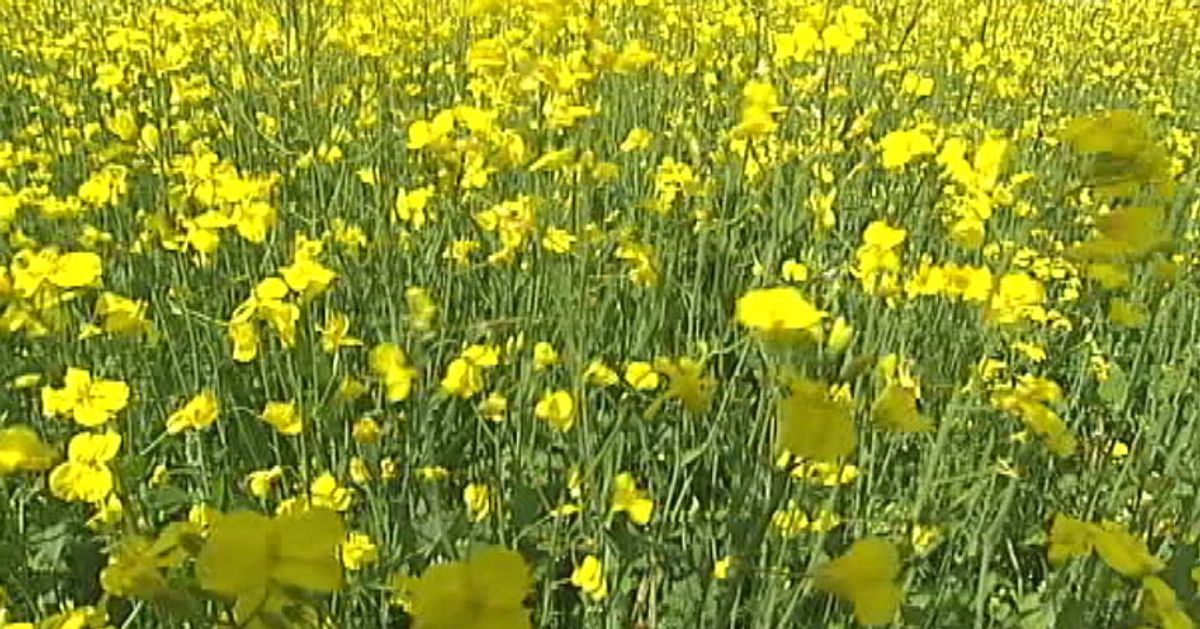 Vårtecken: Rapsen snart i blom | SVT Nyheter