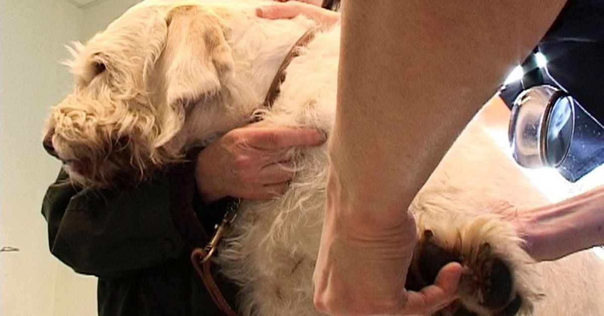 Östersund Veterinærsykehus om hundesmitte i Norge: «Vi er veldig forsiktige»