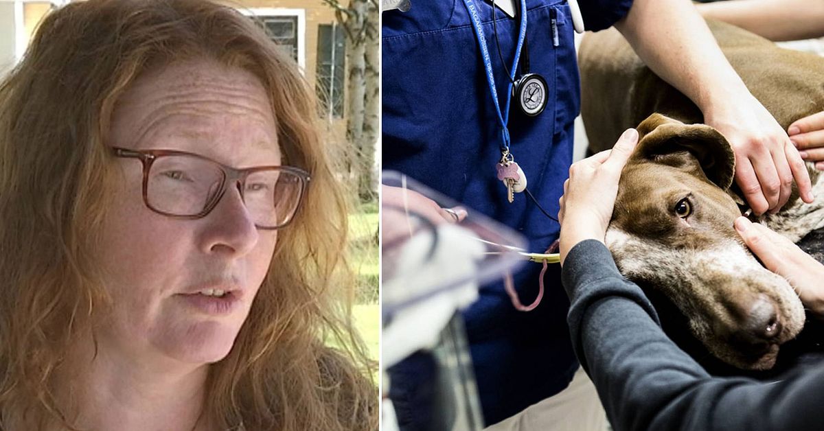 Västerbottens läns veterinær på norsk hundesykdom: «Sitt rolig på båten»