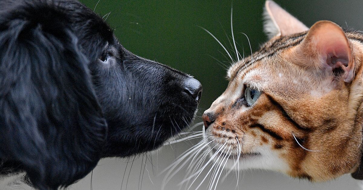 Skärpta villkor för användning av musgift: ”Vi välkomnar det” | SVT Nyheter