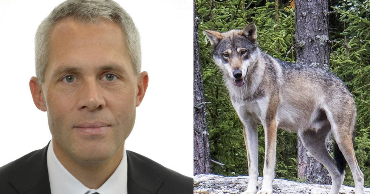 Naturvårdsverkets uttalelse stanser norsk ulvejakt
