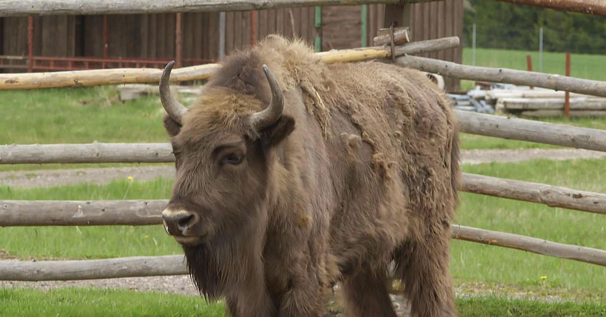 Vilda visenter ska ge öppna landskap | SVT Nyheter