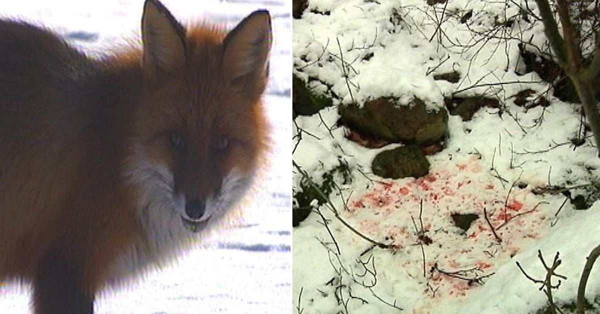 ”Vargen” var en räv | SVT Nyheter