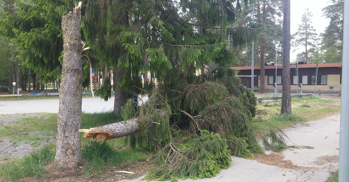 Kraftiga vindar över Umeå – fallande träd blockerade vägar | SVT Nyheter