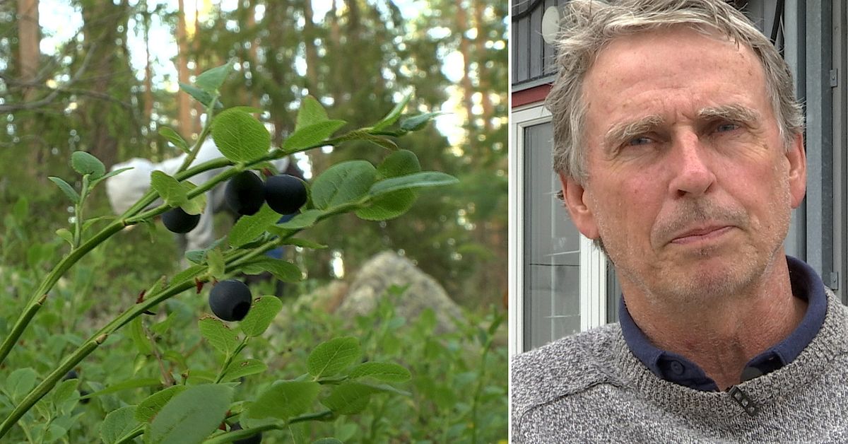 www.svt.se