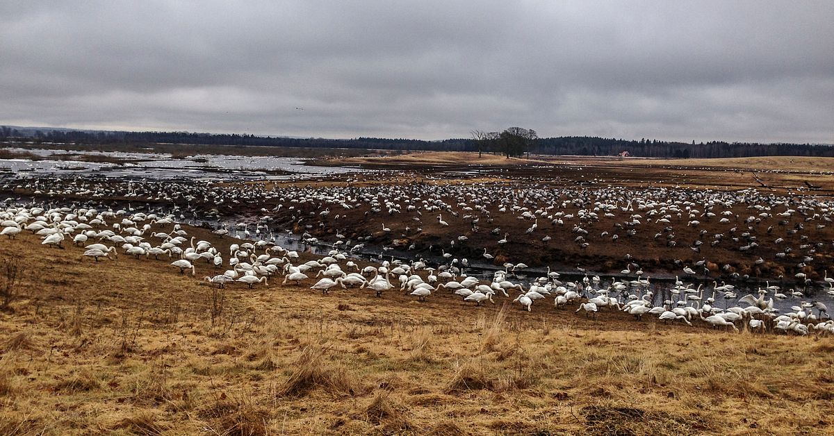 Nära 20 000 tranor vid SVT Nyheter