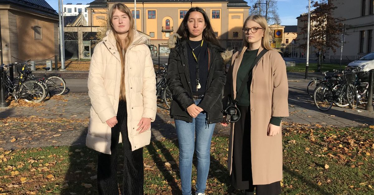 Sariqning engil tukli mushuk