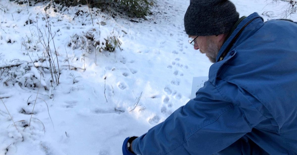 Spåren avslöjar: Varg, hund eller räv? | SVT Nyheter