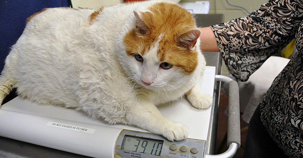 Kvinna vägrar banta sin överviktiga katt – riskerar vite