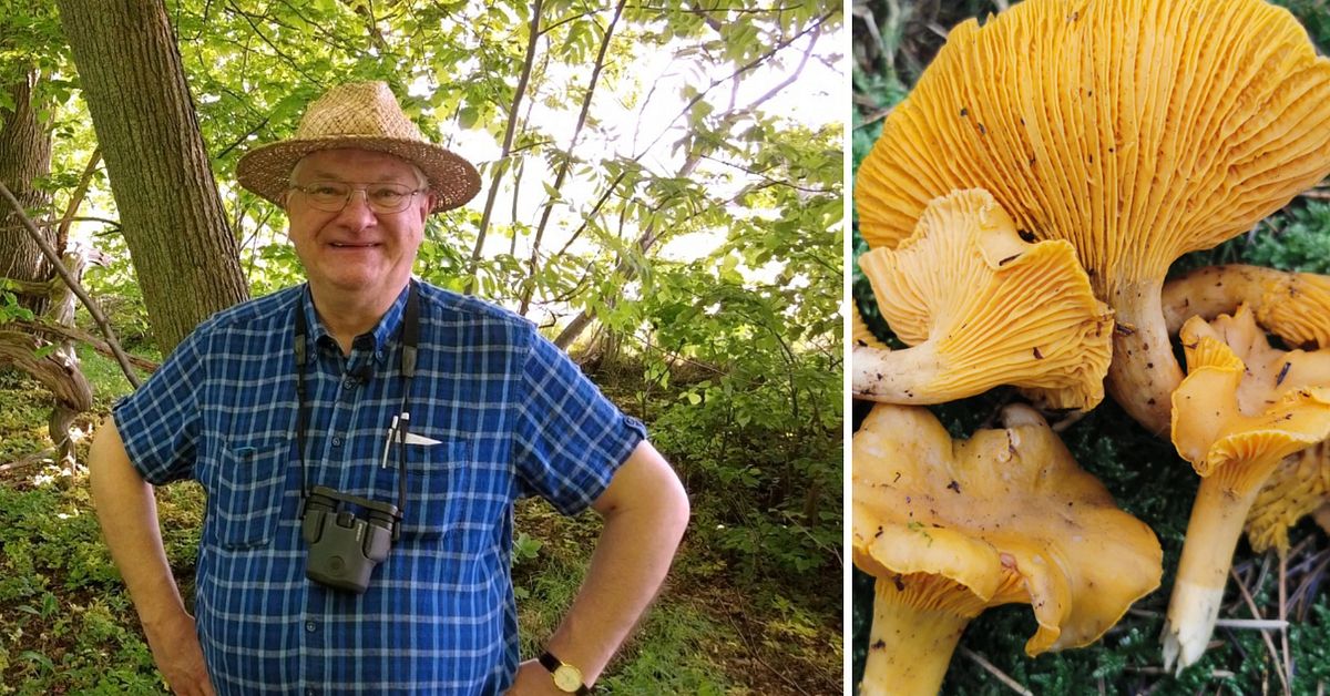 Svampexpert Kantareller i Skåne redan till midsommar SVT Nyheter