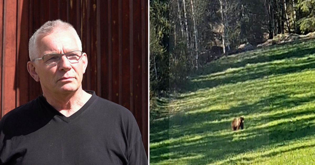 Björn vid Buberget drar publik – länsstyrelsen uppmanar till ...
