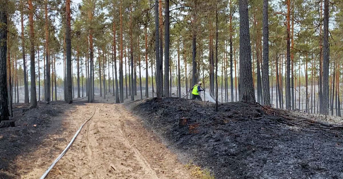 Faran över efter skogsbranden utanför Mora – varning för fallande träd ...