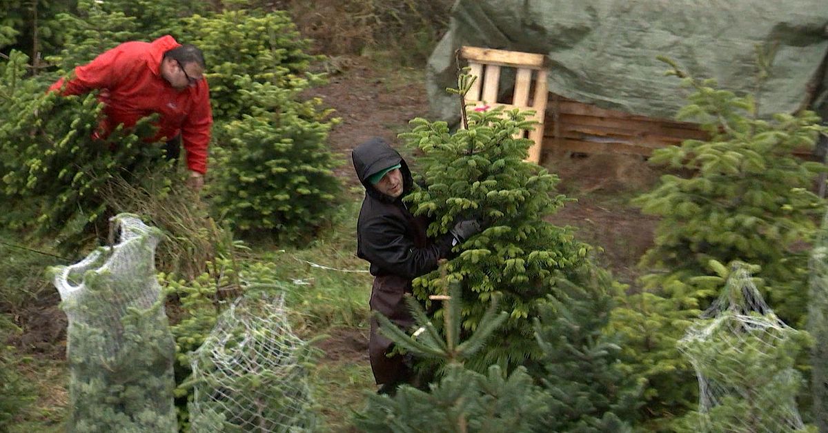 Här kan du hyra en julgran i stället för att köpa och slänga SVT