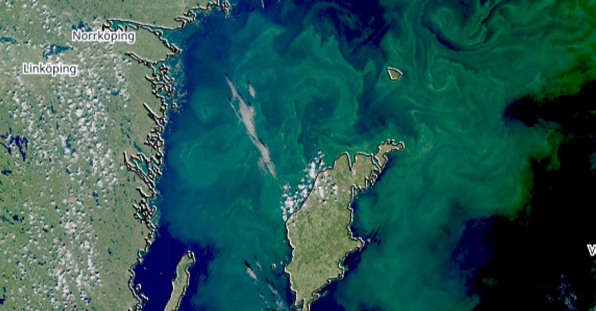 Efter sommarvärmen kraftig algblomning i Östersjön SVT Nyheter
