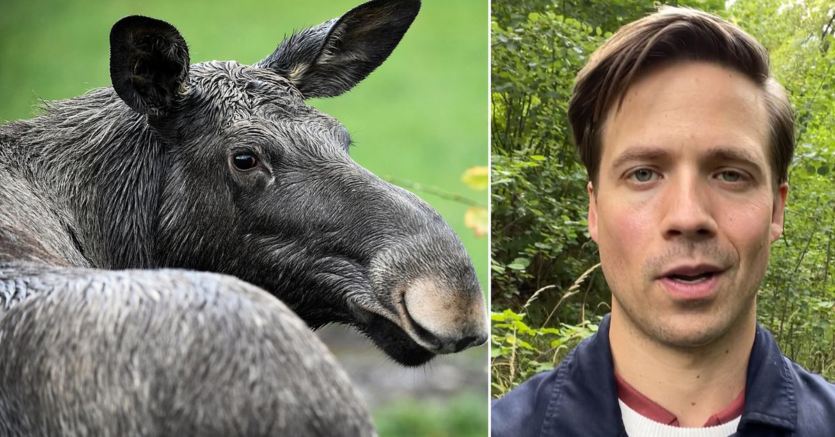 Idag börjar älgjakten så blir vädret i Dalarna SVT Nyheter