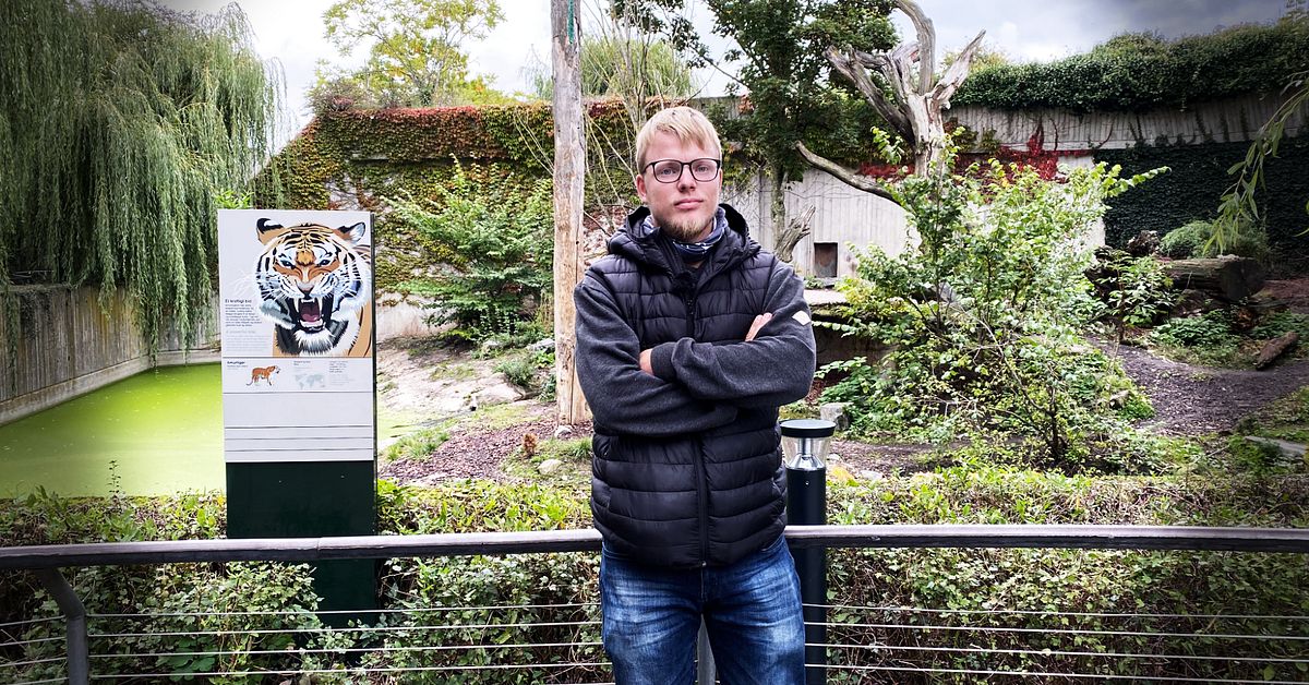 Niklas blev instängd med tiger på Ölands djurpark – skrämdes till ...