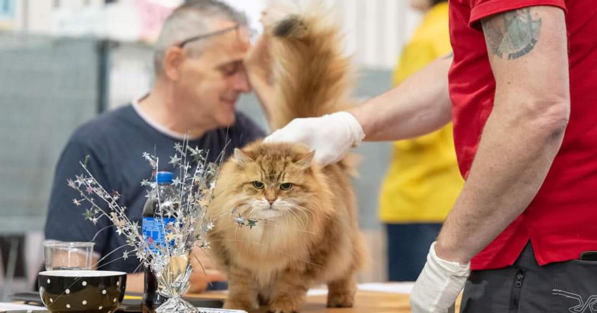 Norberg's cat Sivan has been crowned the most beautiful cat in the world – for the third time