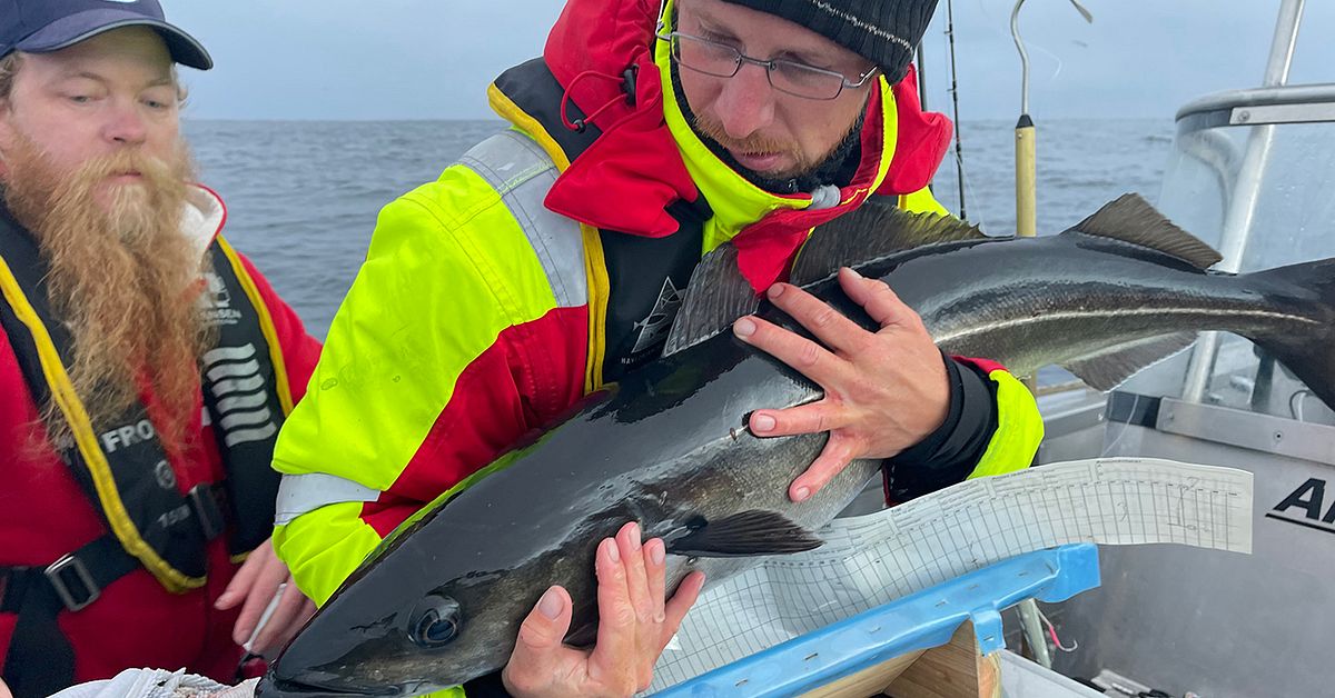 Forskere ble lurt av hvaler: de jaget bæsj til Russland