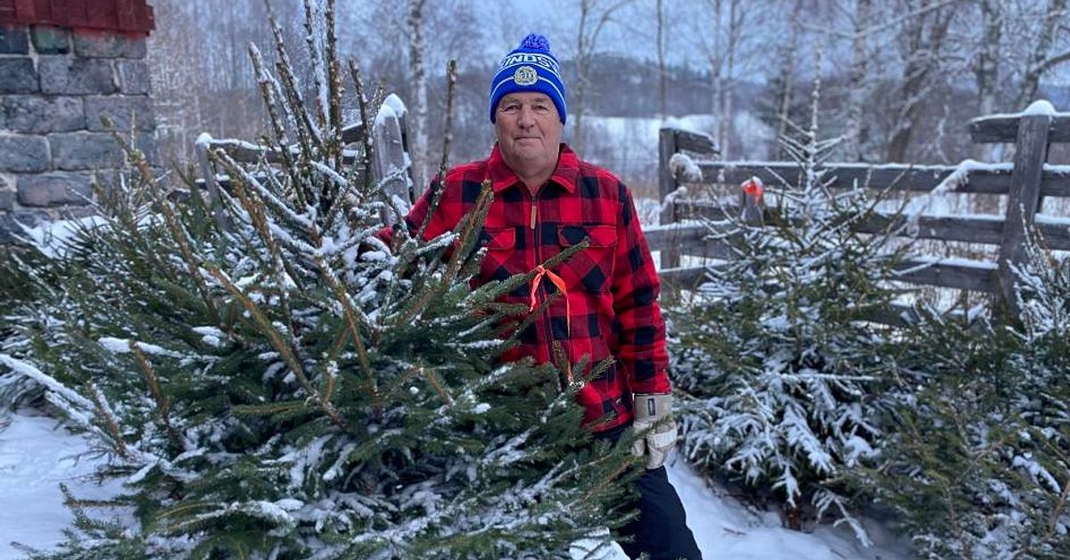 Julgransodlaren från Sundsvall Det ska du tänka på när du köper julgran SVT Nyheter