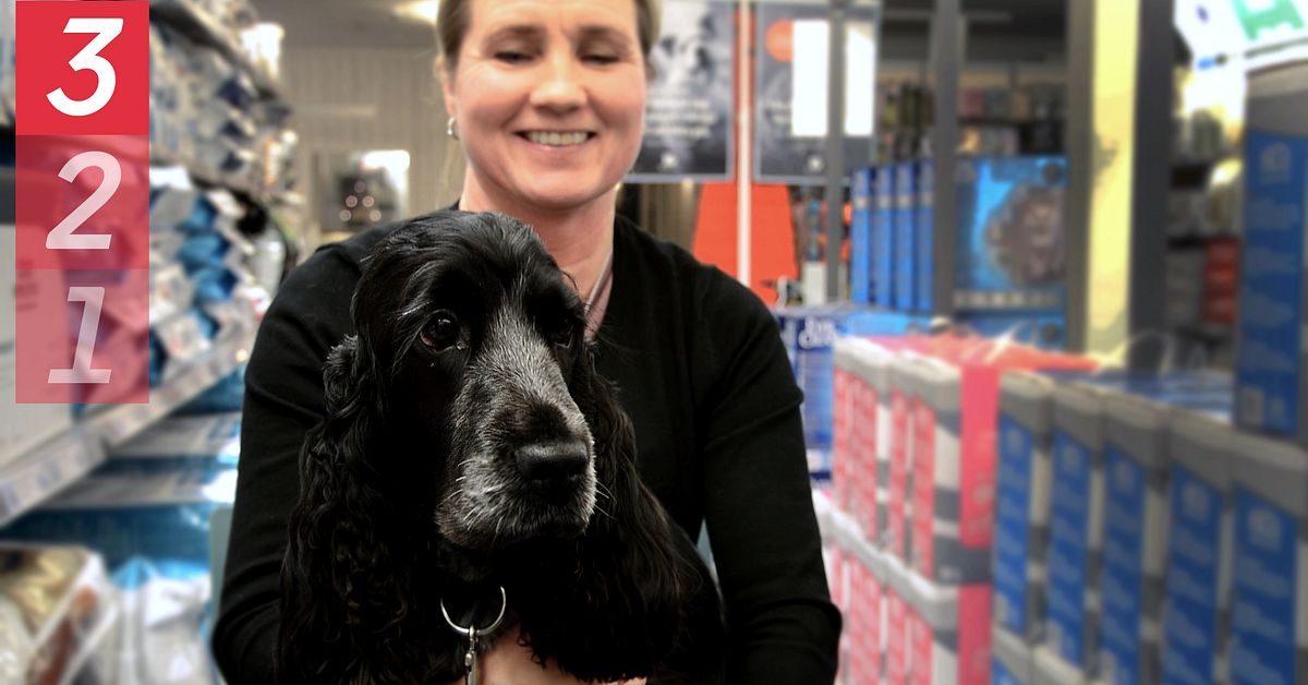 Sista minutentipsen till hundägare inför nyår ”Ha dubbla koppel