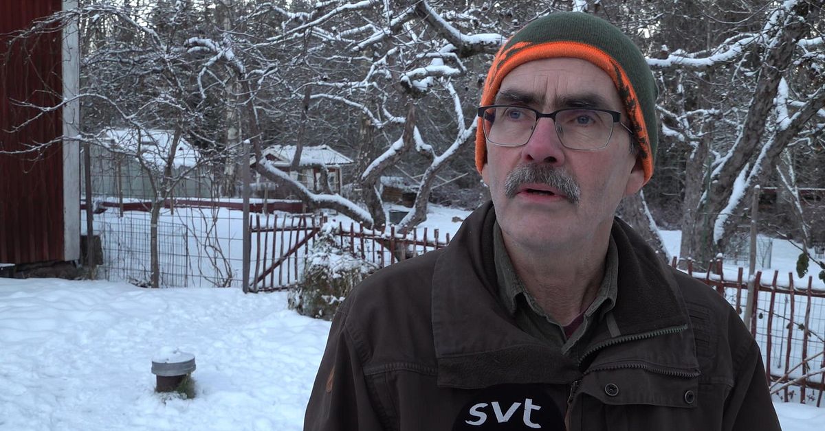 Försiktig start på vargjakten i Dalarna ”Ser inga bekymmer med det