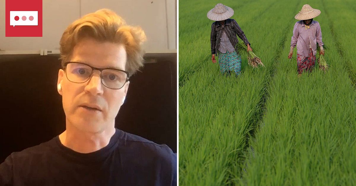 Första skörden av gyllene riset – ska rädda undernärda barn | SVT Nyheter