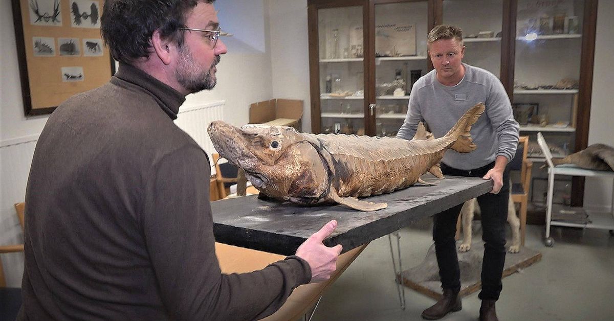 Wargentinsskolan i Östersund ruvar på en häpnadsväckande samling | SVT ...