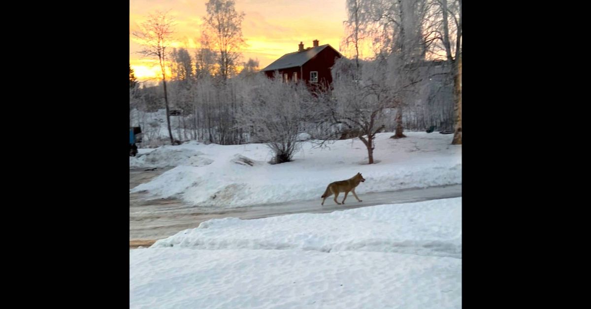Här springer vargen över gårdsplanen i Fränsta | SVT Nyheter