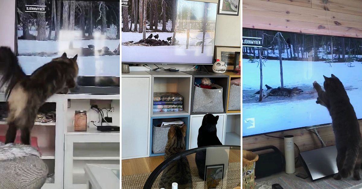 Se när katterna kollar på Den stora älgvandringen SVT Nyheter