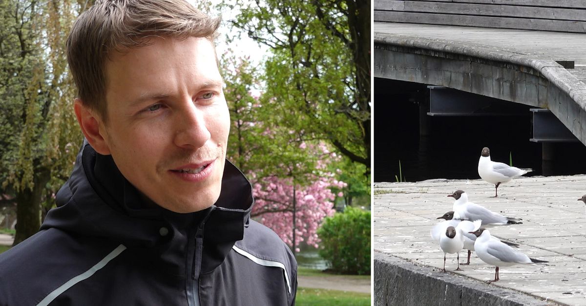 Örebro kommun ber om förståelse när måsarna häckar SVT Nyheter