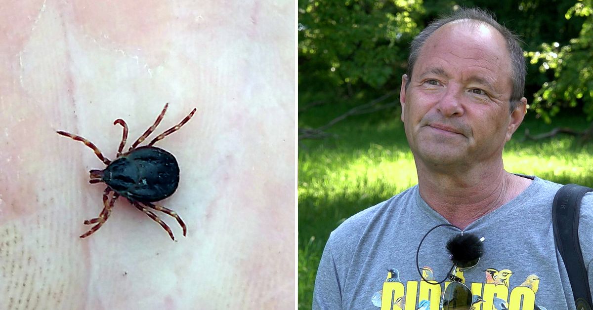 Varmare klimat kan ge fästingar med blödarfebervirus i Sverige SVT