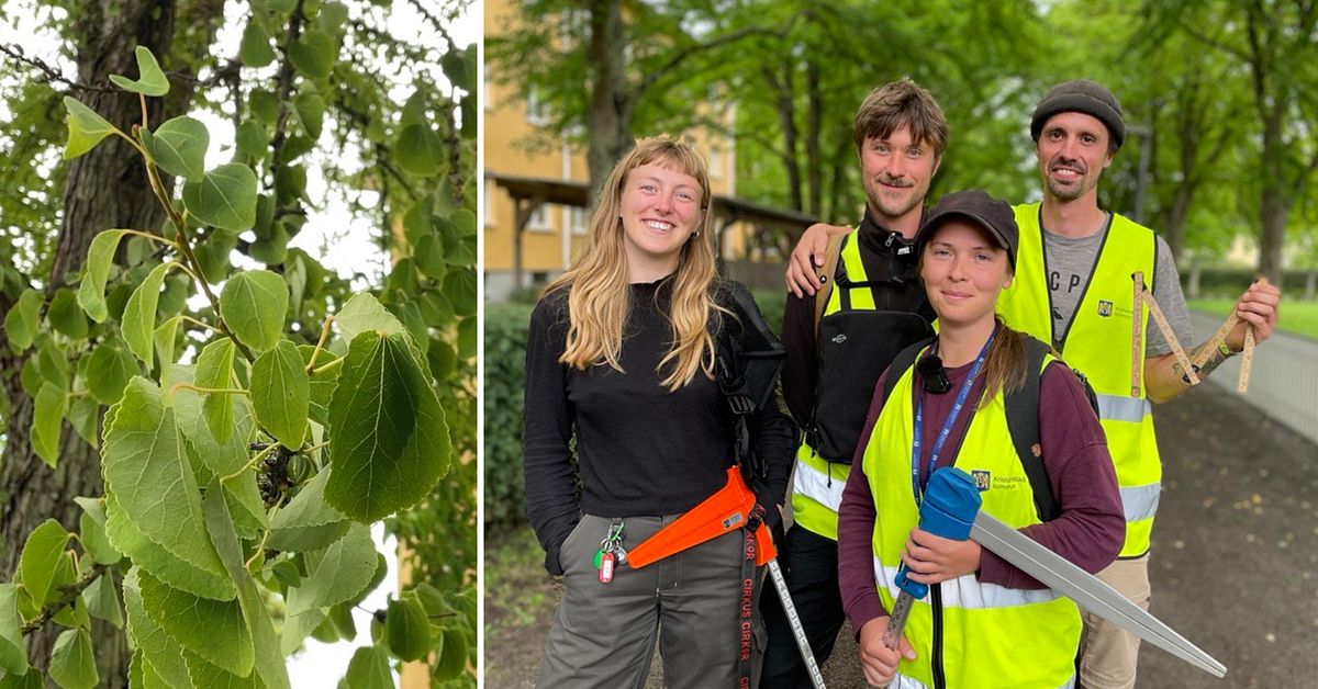 Här är träd som luktar sockervadd – och hjälper Kristianstads kommun ...