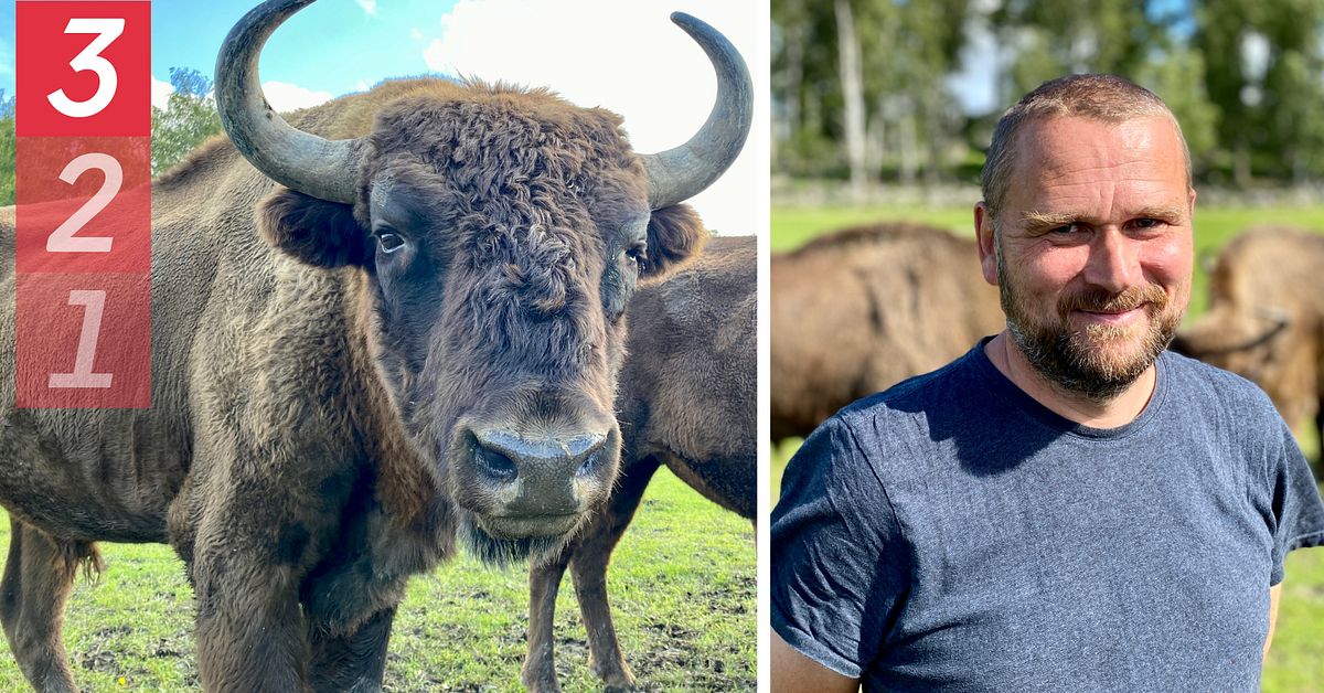 Lista: Tre utmaningar med vilda visenter i Sverige | SVT Nyheter
