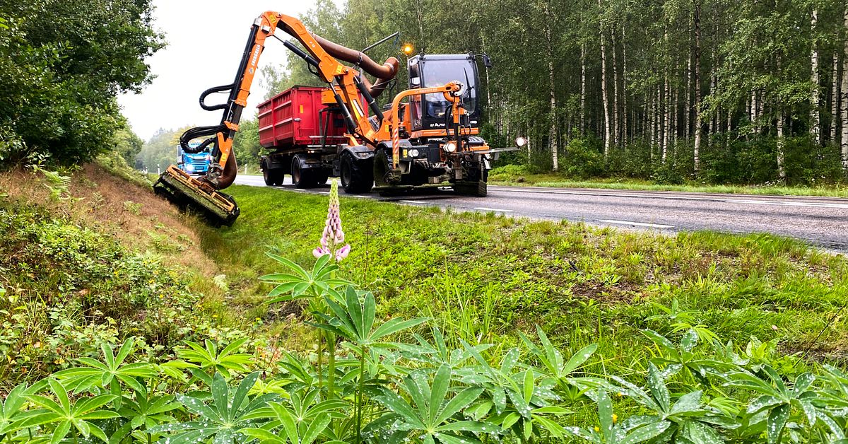 Följ med när invasiva lupiner blir till biobränsle | SVT Nyheter