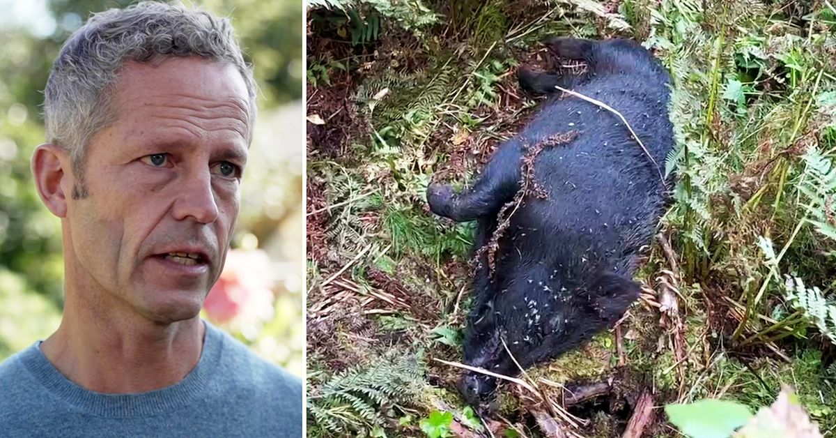 Död tamgris i Sörmland testad – SVA: ”Inte afrikansk svinpest” | SVT ...