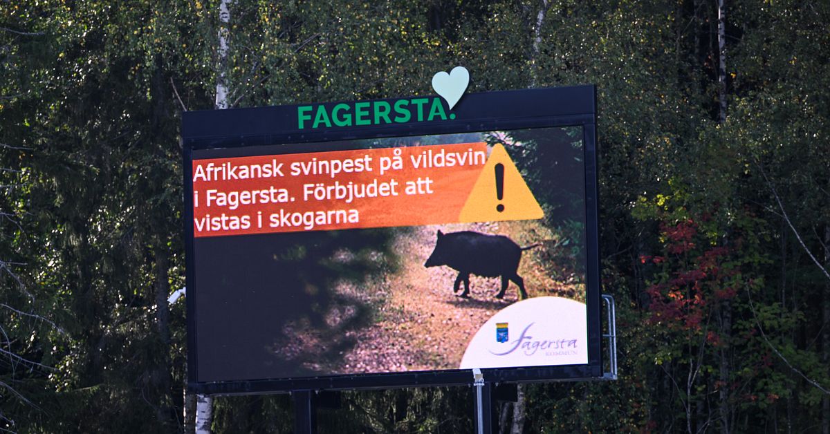 Utbrottet av afrikansk svinpest i V&auml;stmanland kostade 151 miljoner