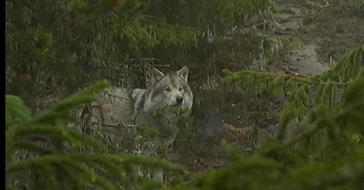 Finland till&aring;ter kvotjakt p&aring; varg: 100 vargar ska skjutas