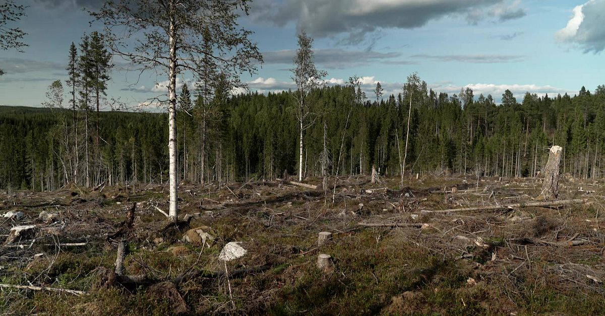 Kyrkan ger samerna utökade rättigheter i skogsutredningen