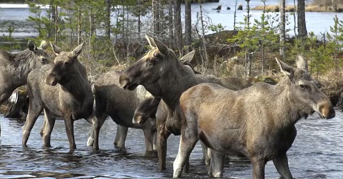 Se &auml;lgarna tveka i &rdquo;Den stora &auml;lgvandringen&rdquo; &ndash; vattenniv&aring;erna f&ouml;rvirrar
