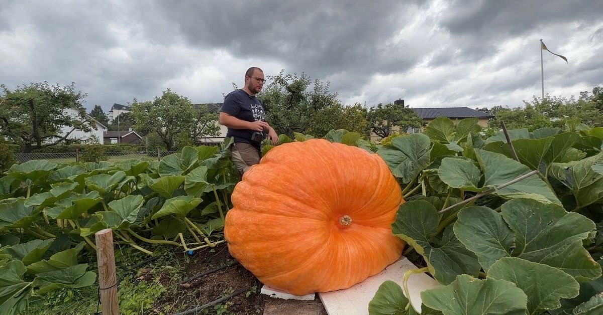 H&auml;r m&auml;ts Sveriges st&ouml;rsta pumpa &ndash; s&aring; tung &auml;r den