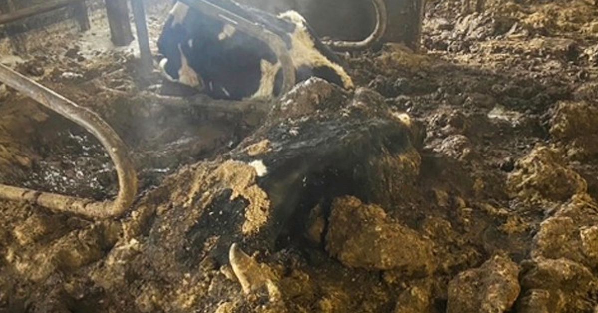 L&auml;nsstyrelsens kontroll visar &ndash;  tjurar sj&auml;lvdog p&aring; g&aring;rd i J&auml;mtland