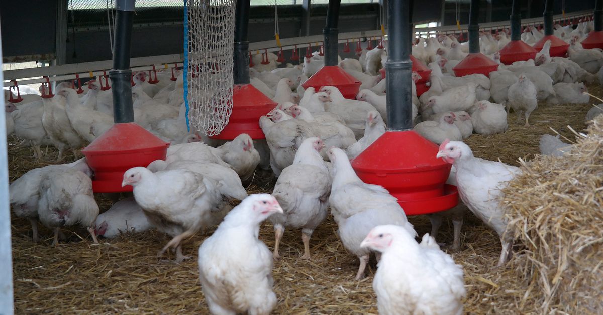 Nytt fall av fågelinfluensa i Ängelholm: ”Olycksbådande”