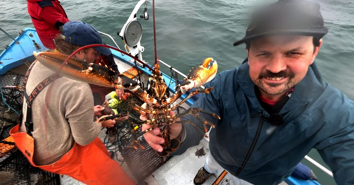 ”Vi har hummer” – häng med på fiske efter havets delikatess vid ...